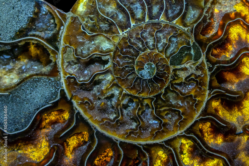 Closeup of an ammonite prehistoric fossil - detail Closeup of an ammonite prehistoric fossil - detail