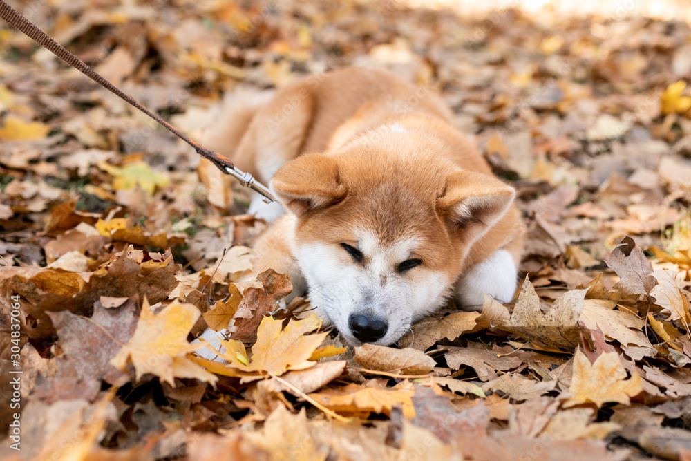 Beautiful ginger dog is playing
