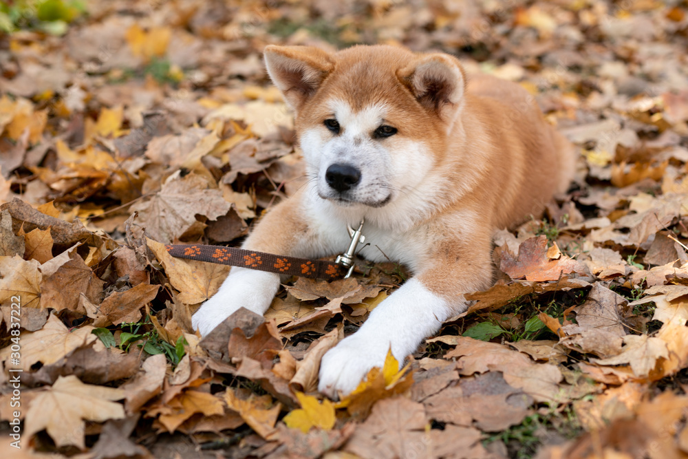 Beautiful ginger dog is playing