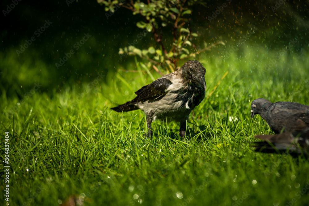 Grey crow under water drops nature birds summer life