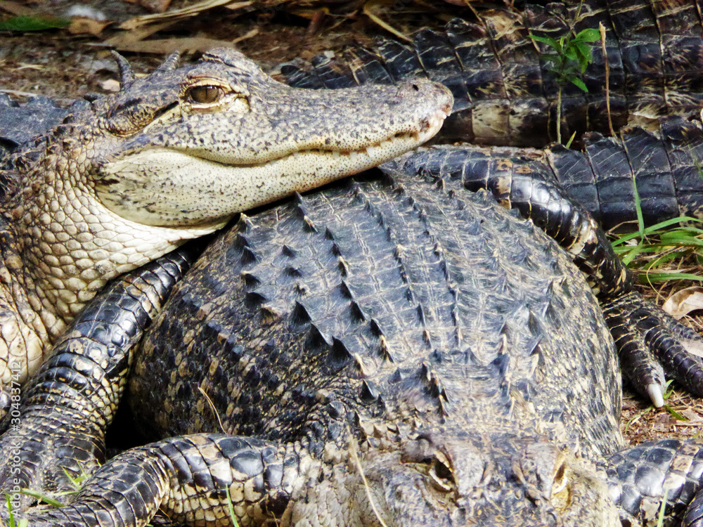 Kuschelnde Alligatoren im Sumpf der Everglades in Florida Kuschelnde Alligatoren im Sumpf der Everglades in Florida