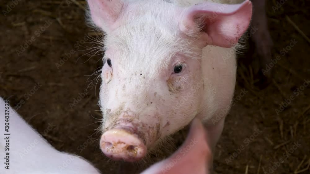 Small pig looking above in camera. Curious young piglet on livestock farm Small pig looking above in camera. Curious young piglet on livestock farm