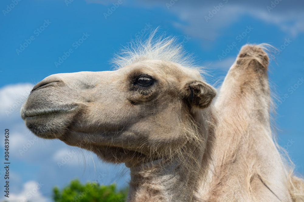 Fototapeta premium Camel head against cloudy sky in Budapest zoo, Hungary