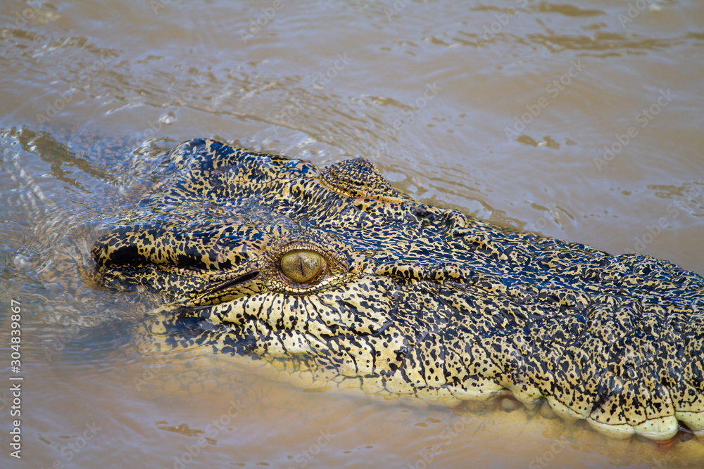 crocodiles in northern australian territory crocodiles in northern australian territory