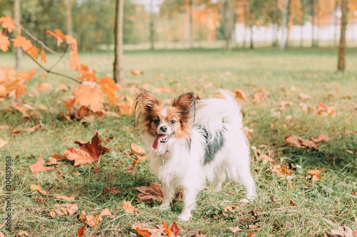 The cute dog with white brown hair is in the autumn covered with orange leaves of the park. Papillon Butterfly Dog