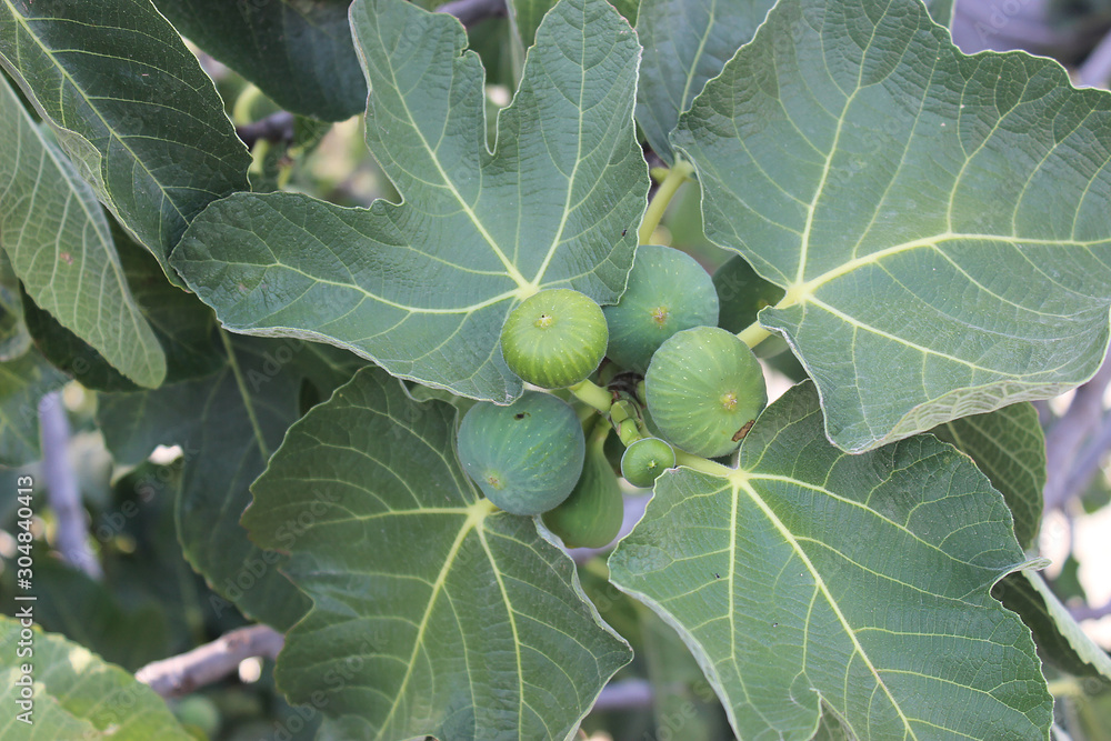 Green Fig fruit close up