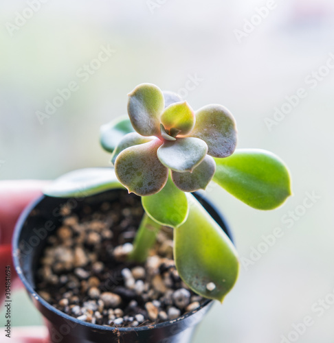 young plant in a pot photo