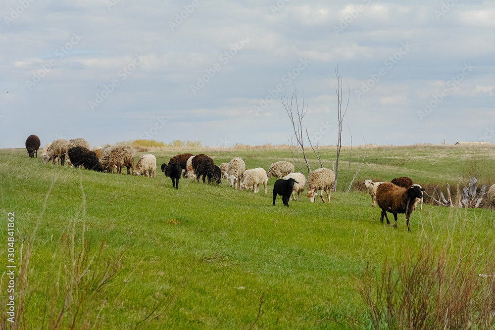 A flock of sheep on a spring pasture against a cloudy sky
