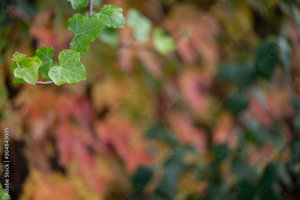 Parthenocissus quinquefolia - Virginia creeper leaves background