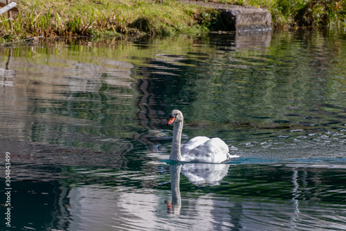 Swan, Cygnus on the Altmuehl river in Essing, Bavaria, Germany photo