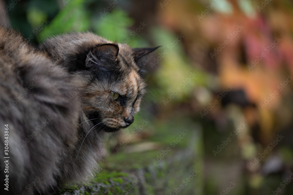 Close up of a Tortoiseshell Cat, in the garden