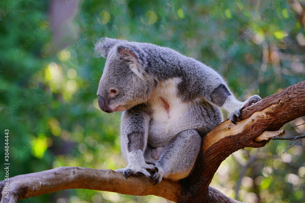 Fototapeta premium A koala on a eucalyptus gum tree in Australia