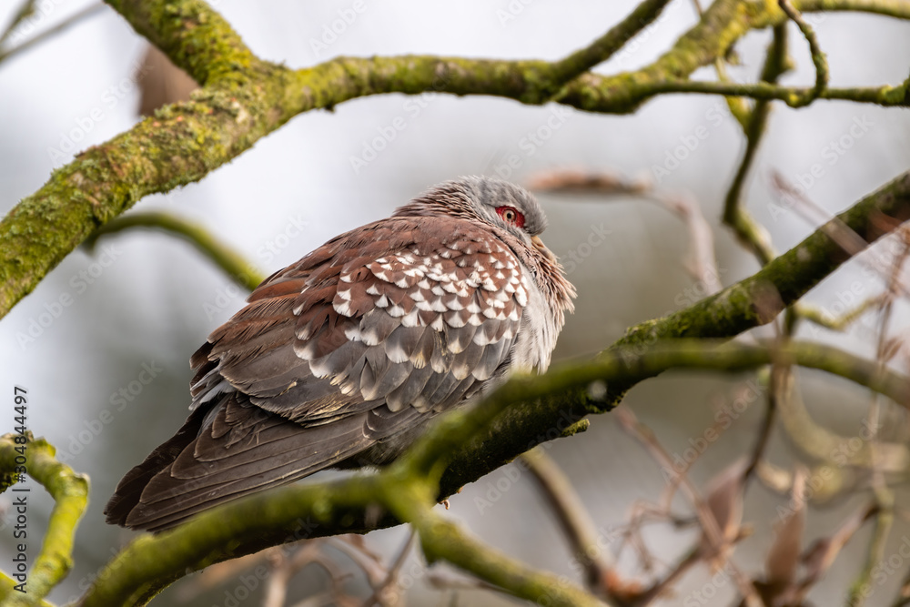 Fototapeta premium Speckled Rock Pigeon Perched in a Tree