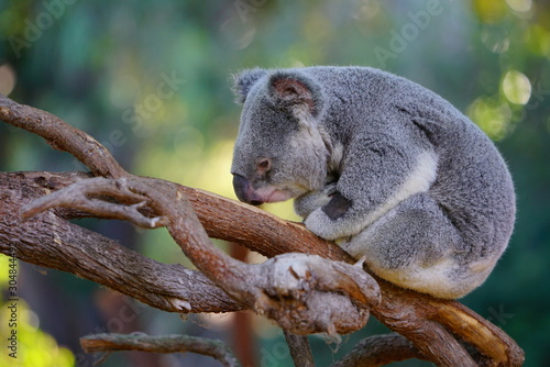 Photography A koala on a eucalyptus gum tree in Australia