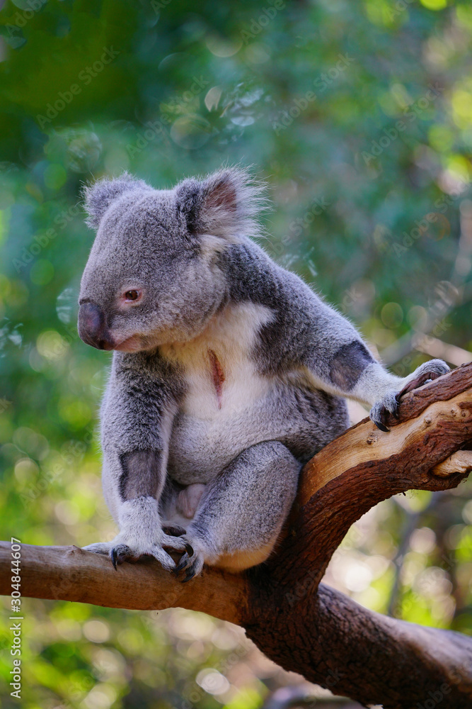 A koala on a eucalyptus gum tree in Australia