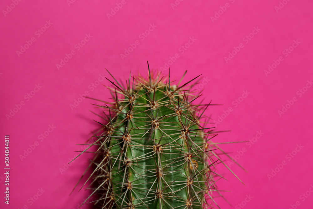 Obraz Beautiful cactus on violet background, closeup view