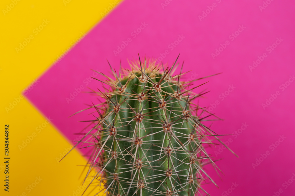 Obraz Beautiful cactus plant on color background, closeup