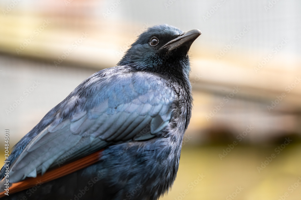 Side Profile Portrait Red-winged Starling Side Profile Portrait Red-winged Starling