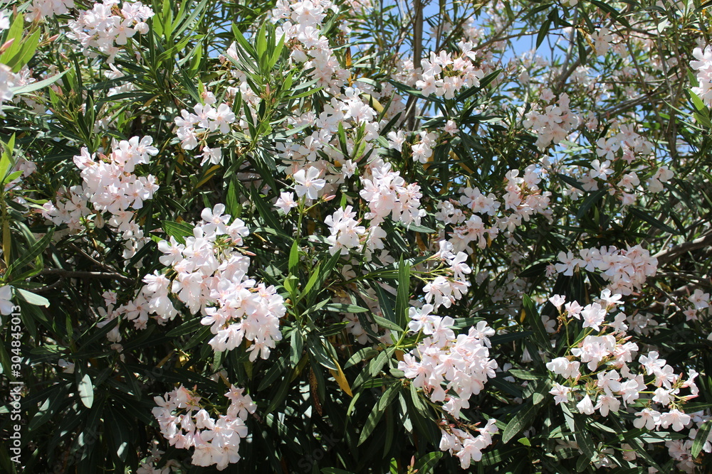 White flowers, Greece, Crete White flowers, Greece, Crete