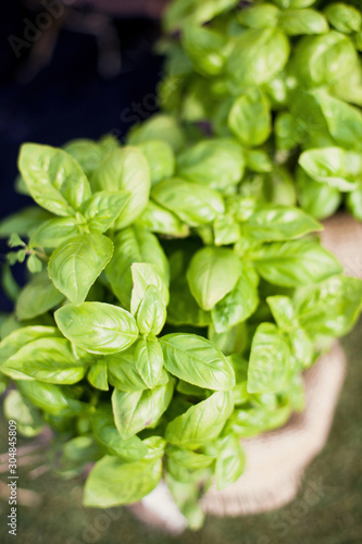 Fresh basil growing in the silver flower pot