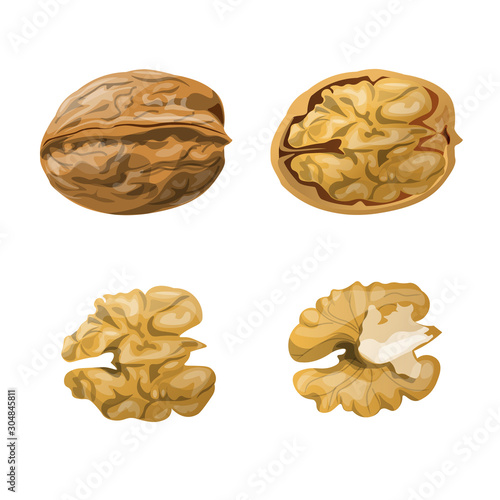 Walnut whole, opened and kernels vector illustration