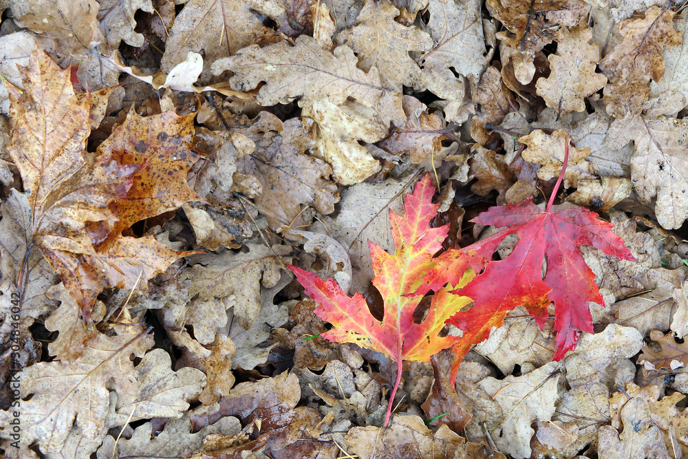 letzte Farben im November - last colours in November letzte Farben im November - last colours in November