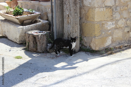 Black and white cat on the street