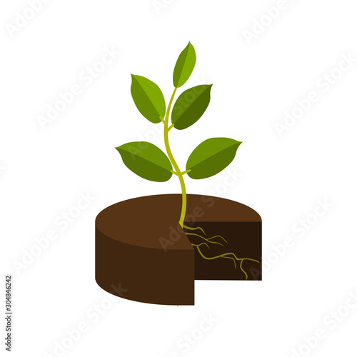 Young plant with roots in a ground on a white background