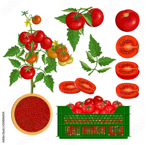 Fresh red tomatoes - branch, bush, leaf, whole, half, slice and crate.