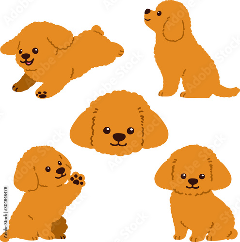 set of Toy Poodle puppy flat colored