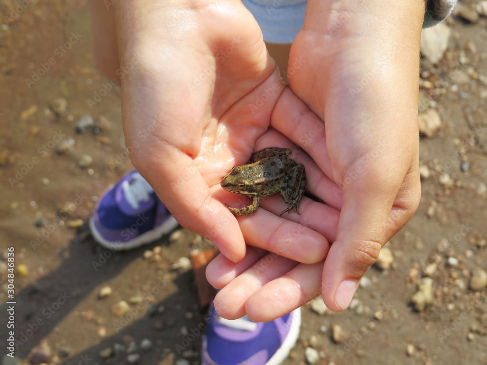 The child holds a small frog in his hands. Close-up. Top view. Background.