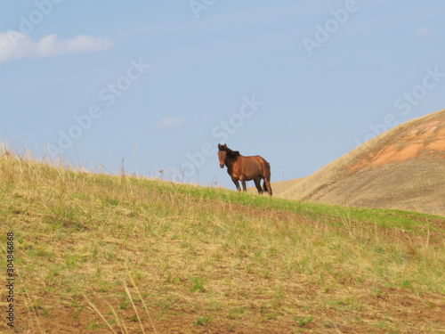 Lonely horse in the steppe. Background. Landscape. © far700