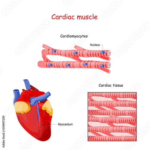 Structure of Cardiac muscle fibers. anatomy of cardiomyocyte.