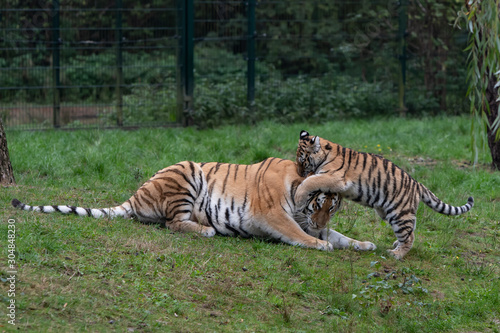 Tiger cub playing with mother © Mariska