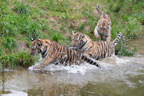 Tiger cubs playing in the water