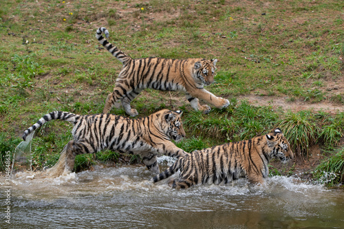 Tiger cubs playing in the water