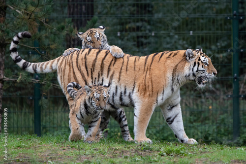 Tiger cubs with mother