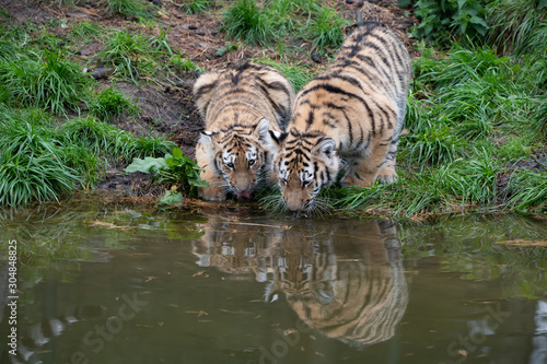 Tiger cubs in the water