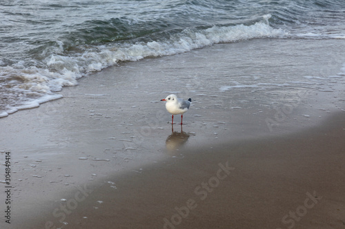 Gull on the beach in Germany