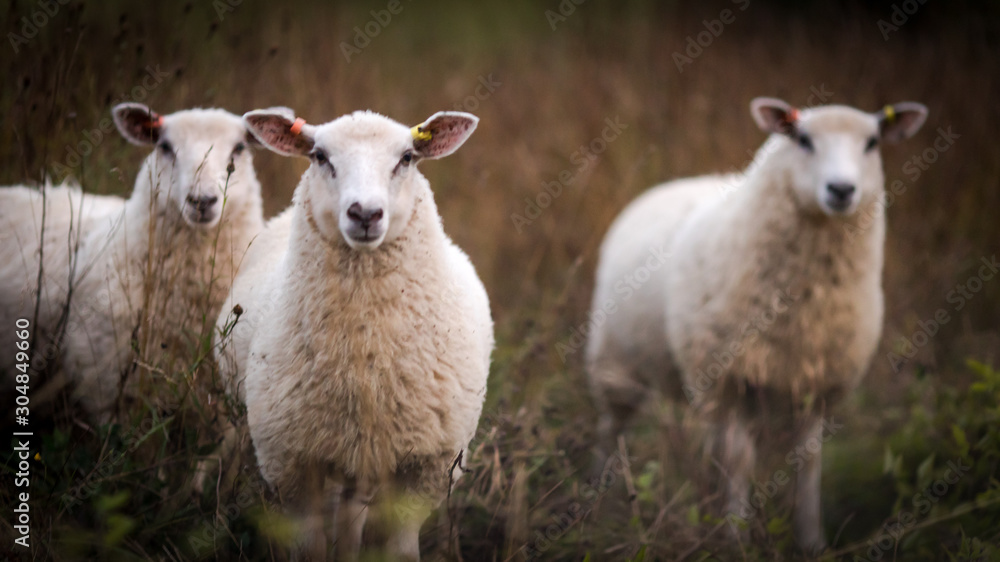 Three curious sheep in an autumn field