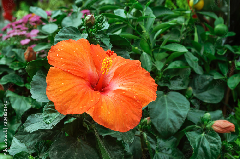 Bright red hibiscus in the summer garden.