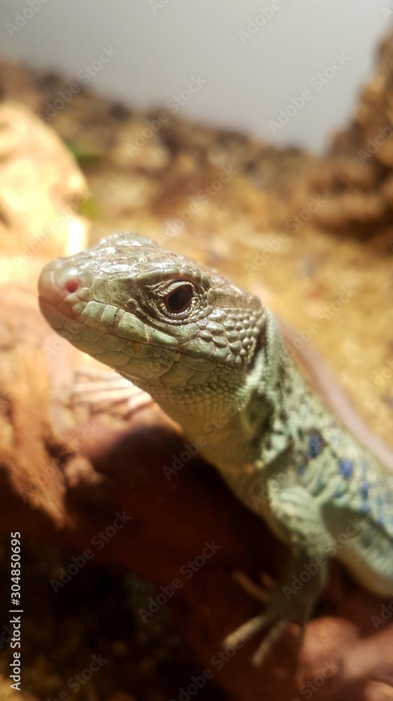 Obraz premium Blue the Exotic Lizard