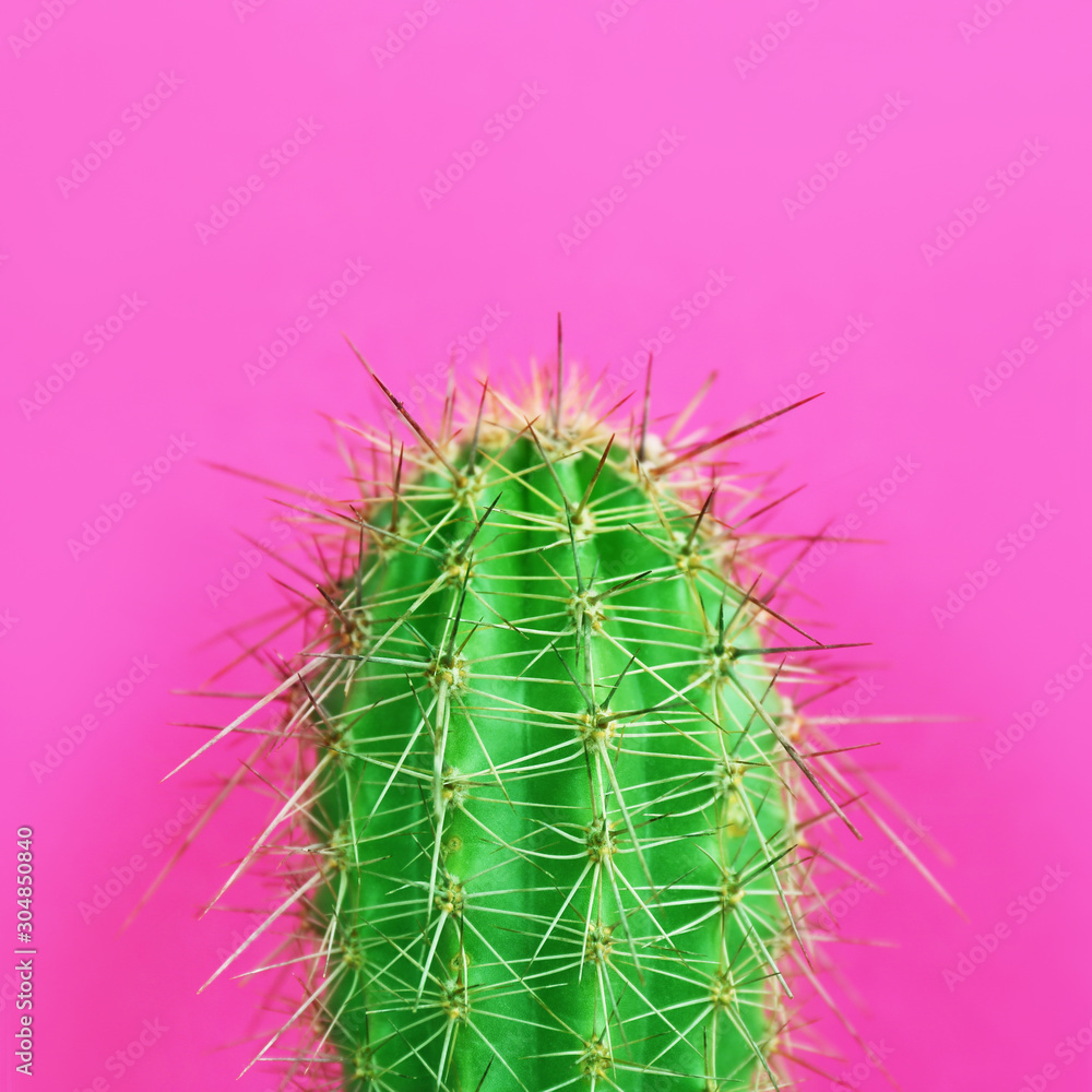 Beautiful bright cactus on pink background, closeup