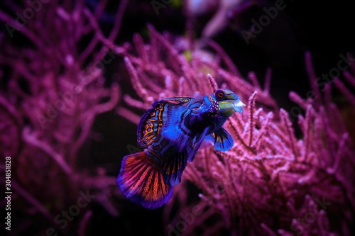 Nice mandarin fish in coral sea aquarium pets nature 