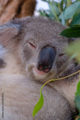 Fototapeta Naklejka Na Ścianę i Meble -  Sleepy koala - the most adorable creature on earth