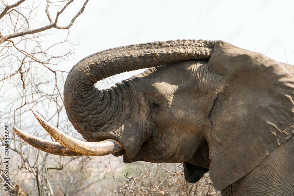 Obraz premium Portrait shot of elephant captured in Kruger National Park South Africa