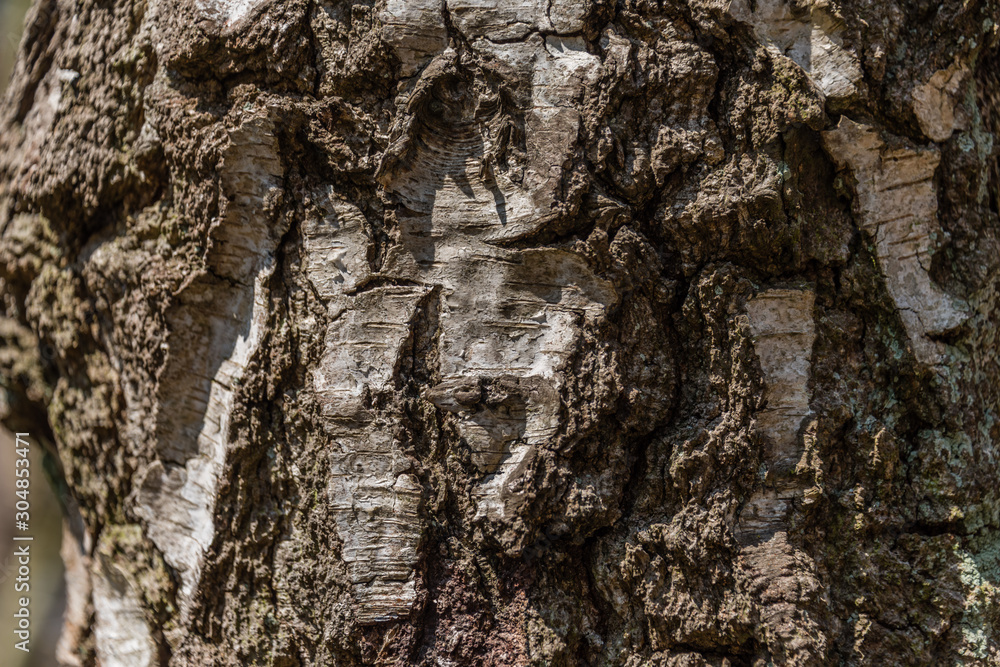 generic background of a birch skin brown and white close-up