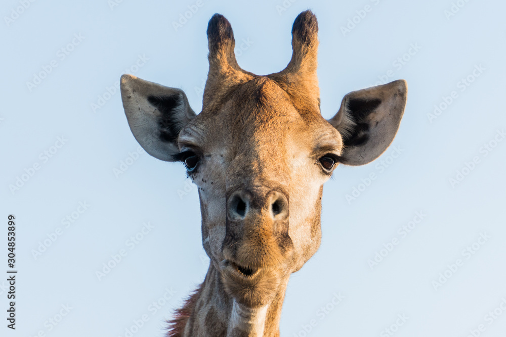 Close up of giraffe looking directly into the camera captured in Kruger National Park South Africa