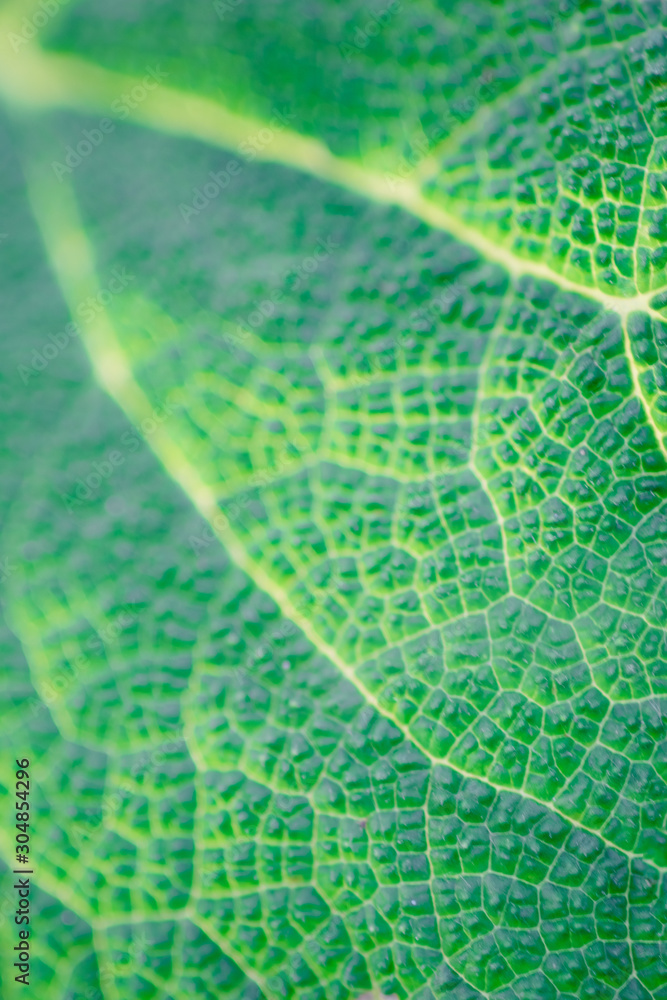 Fototapeta premium green burdock leaf closeup, macro photo for background.