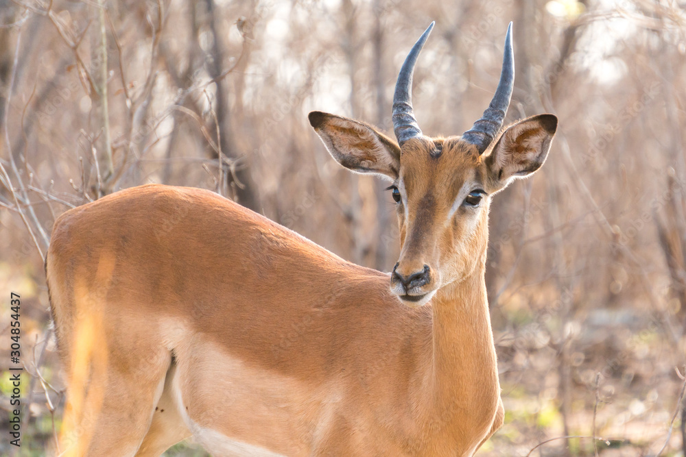 Medium shot of Impala captured in Kruger National Park South Africa Medium shot of Impala captured in Kruger National Park South Africa